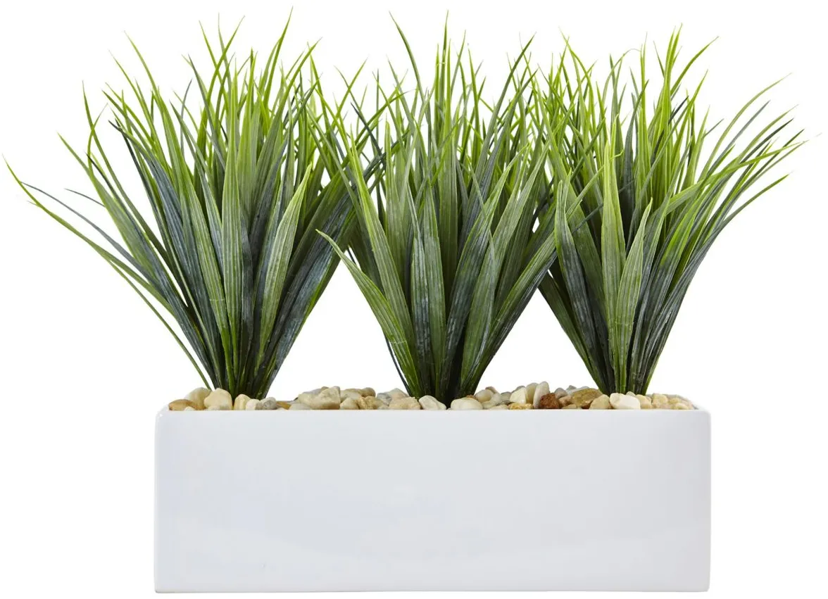 Vanilla Grass in Rectangular Planter in Green by Bellanest