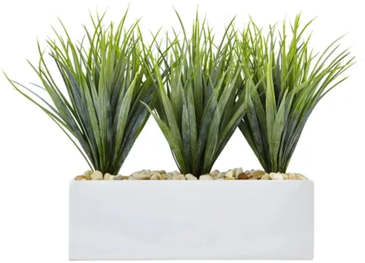 Vanilla Grass in Rectangular Planter