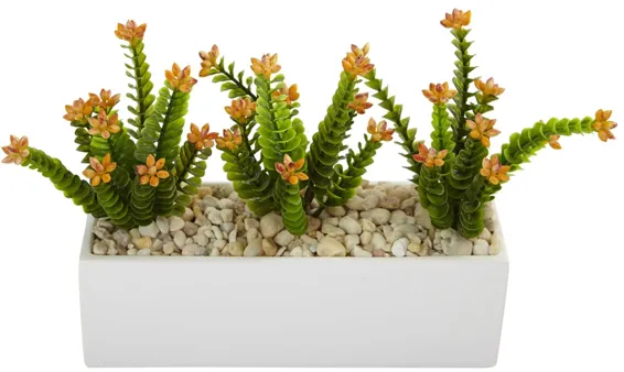 Flowering Sedum in Rectangular Planter in Green by Bellanest