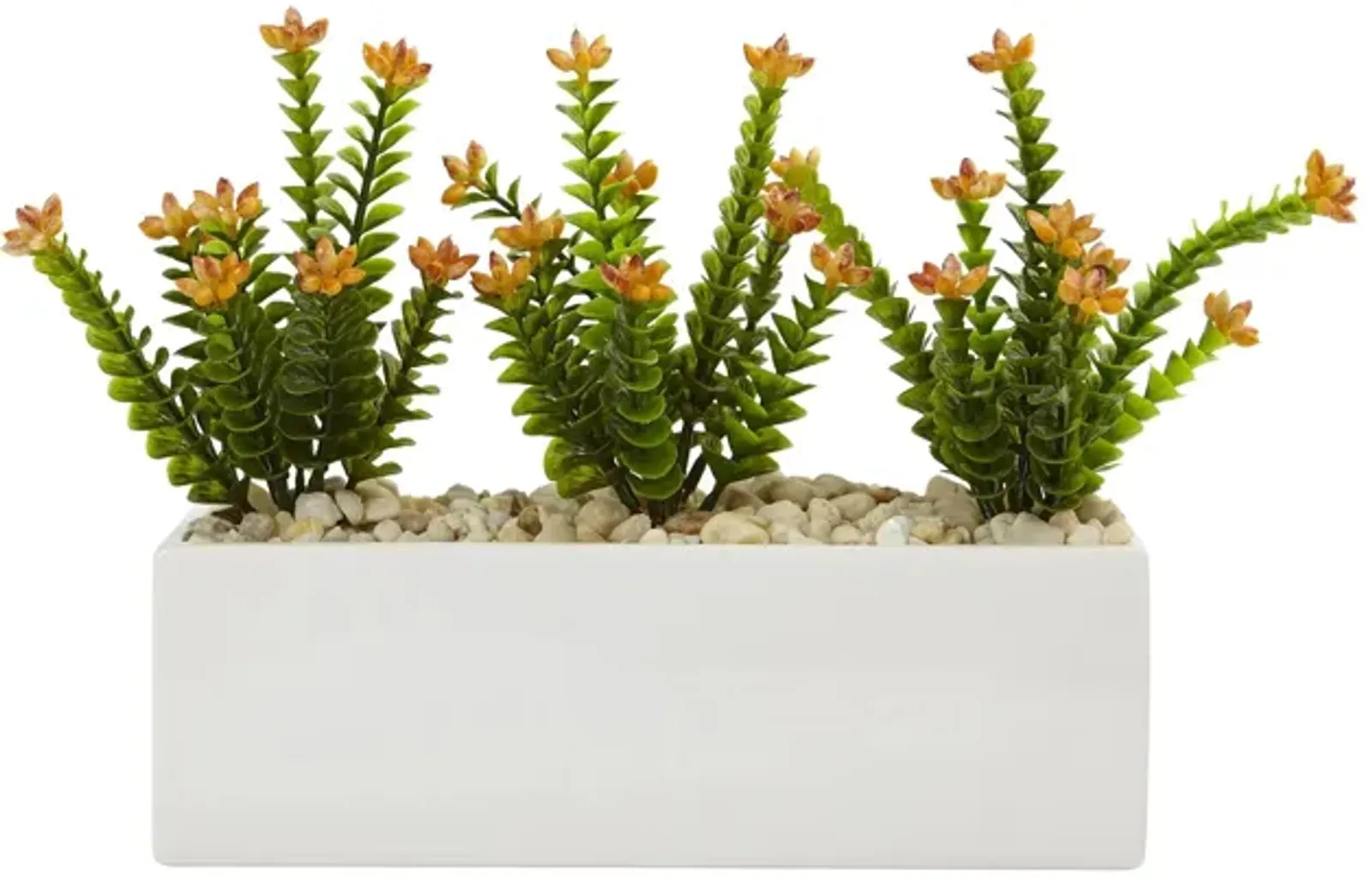 Flowering Sedum in Rectangular Planter