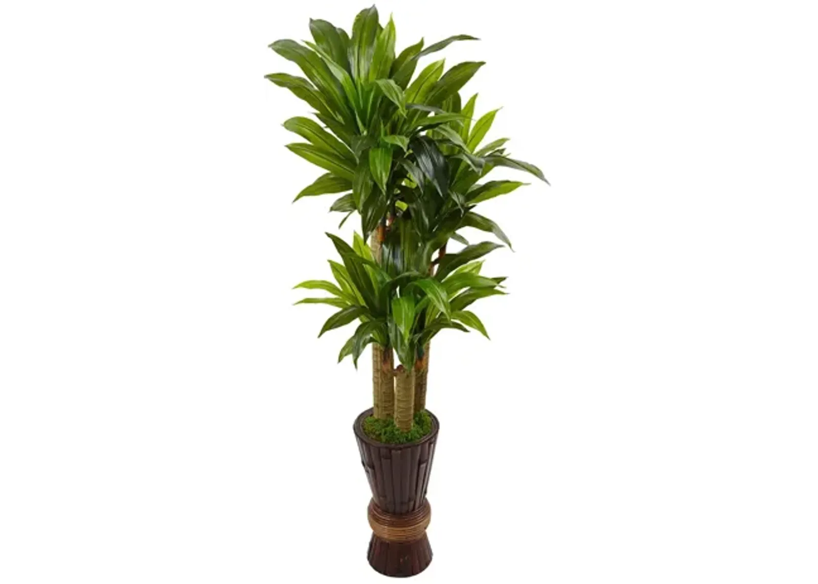 5ft. Cornstalk Dracaena Plant in Wooden Planter in Green by Bellanest