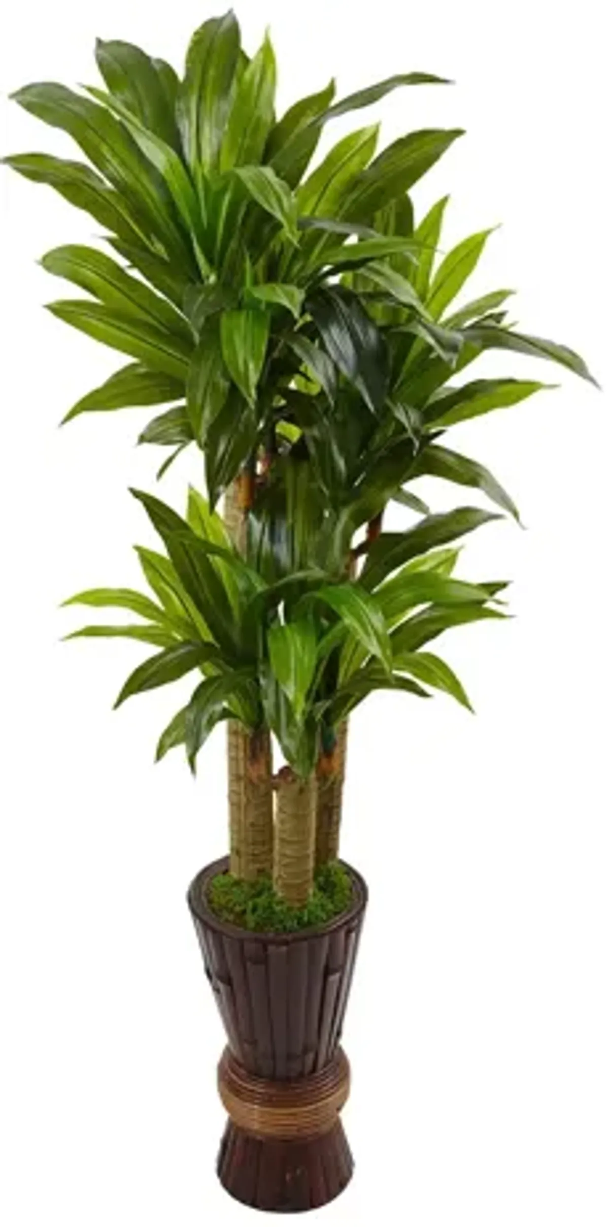 5ft. Cornstalk Dracaena Plant in Wooden Planter in Green by Bellanest