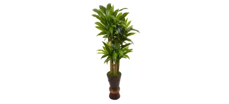 5ft. Cornstalk Dracaena Plant in Wooden Planter in Green by Bellanest