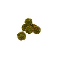 4in. Sedum Artificial Succulent Artificial Spheres (Set of 6) in Green by Bellanest