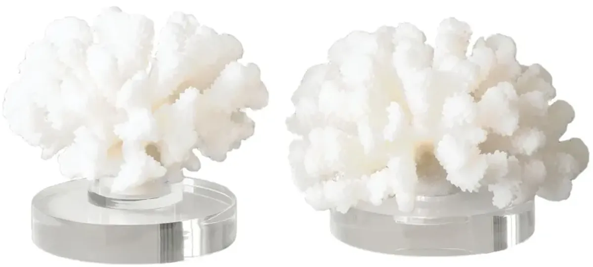 Hard Coral Sculptures: Set of 2