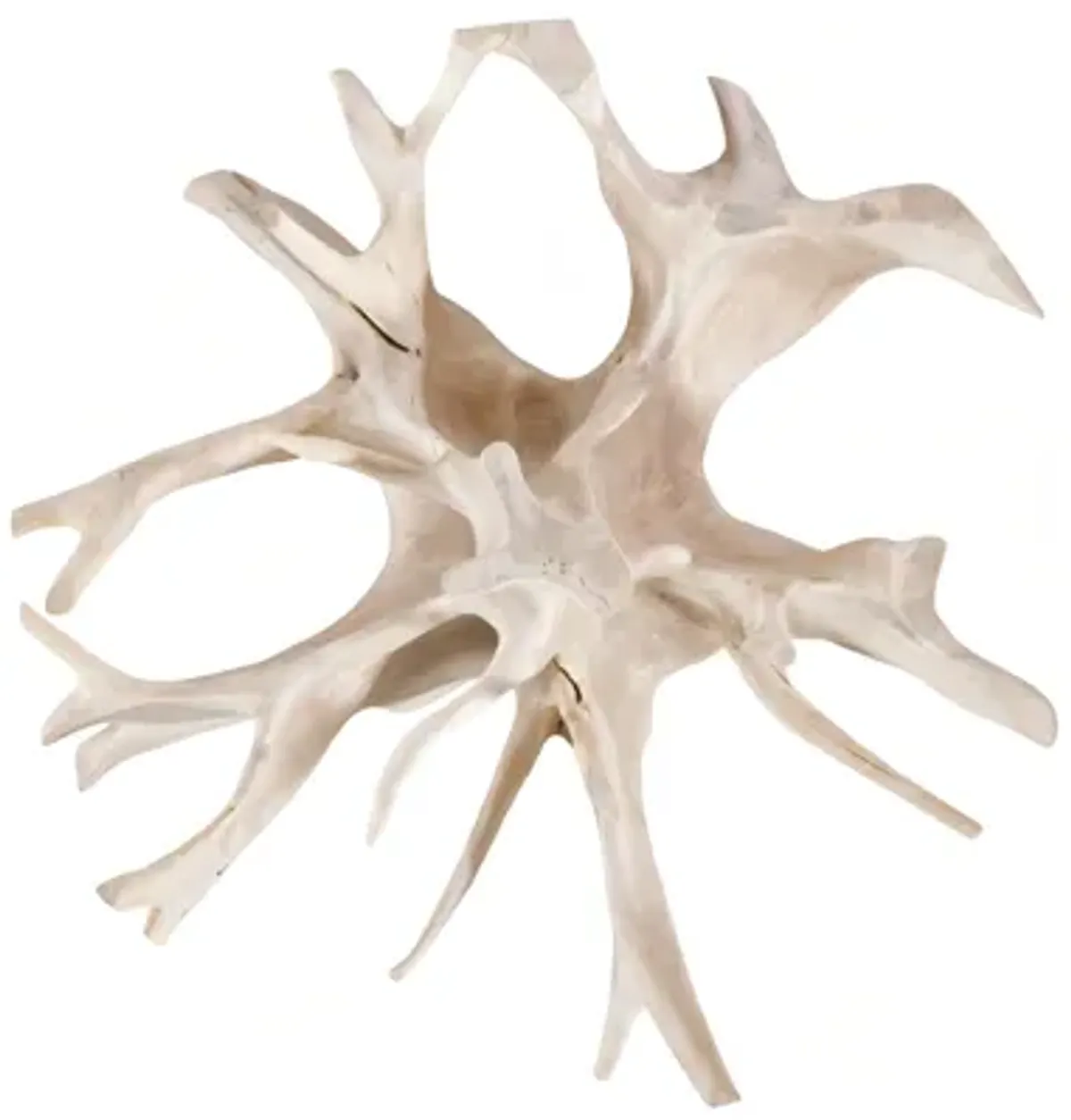 Teak Root Cocktail Table