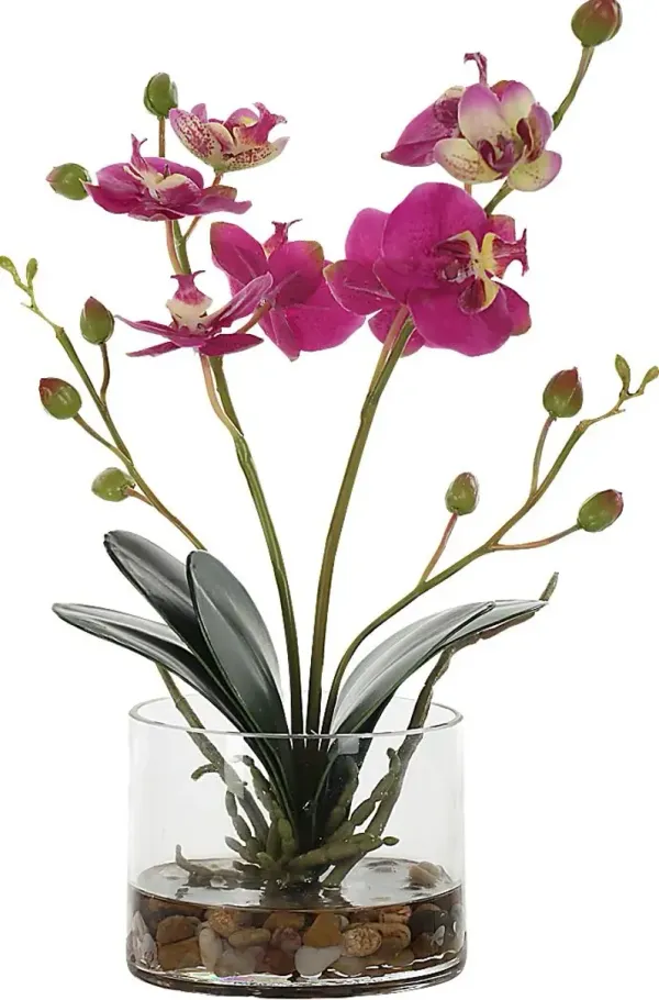 Alie Pink Plant