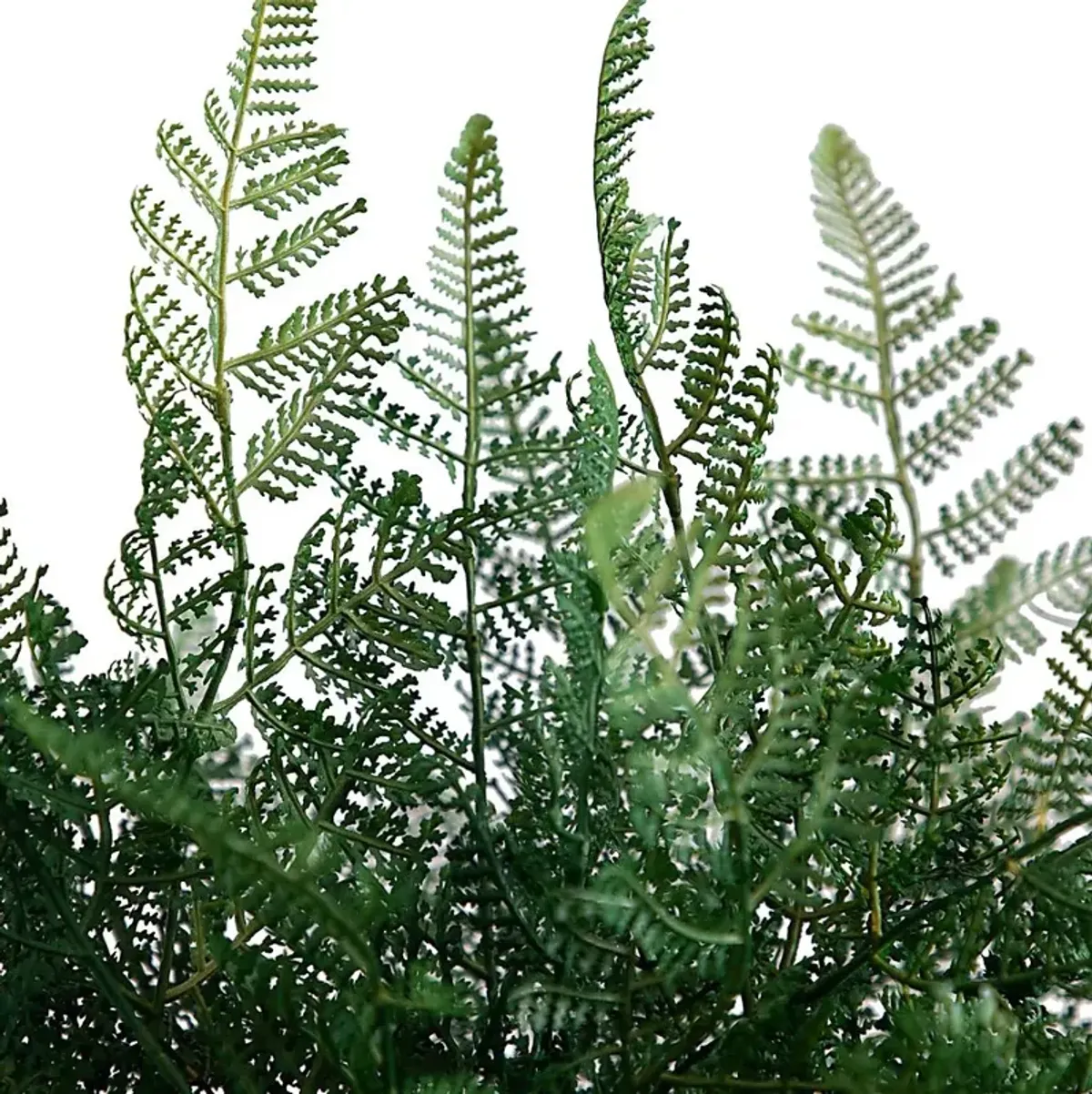 Hustead Green Silk Plant
