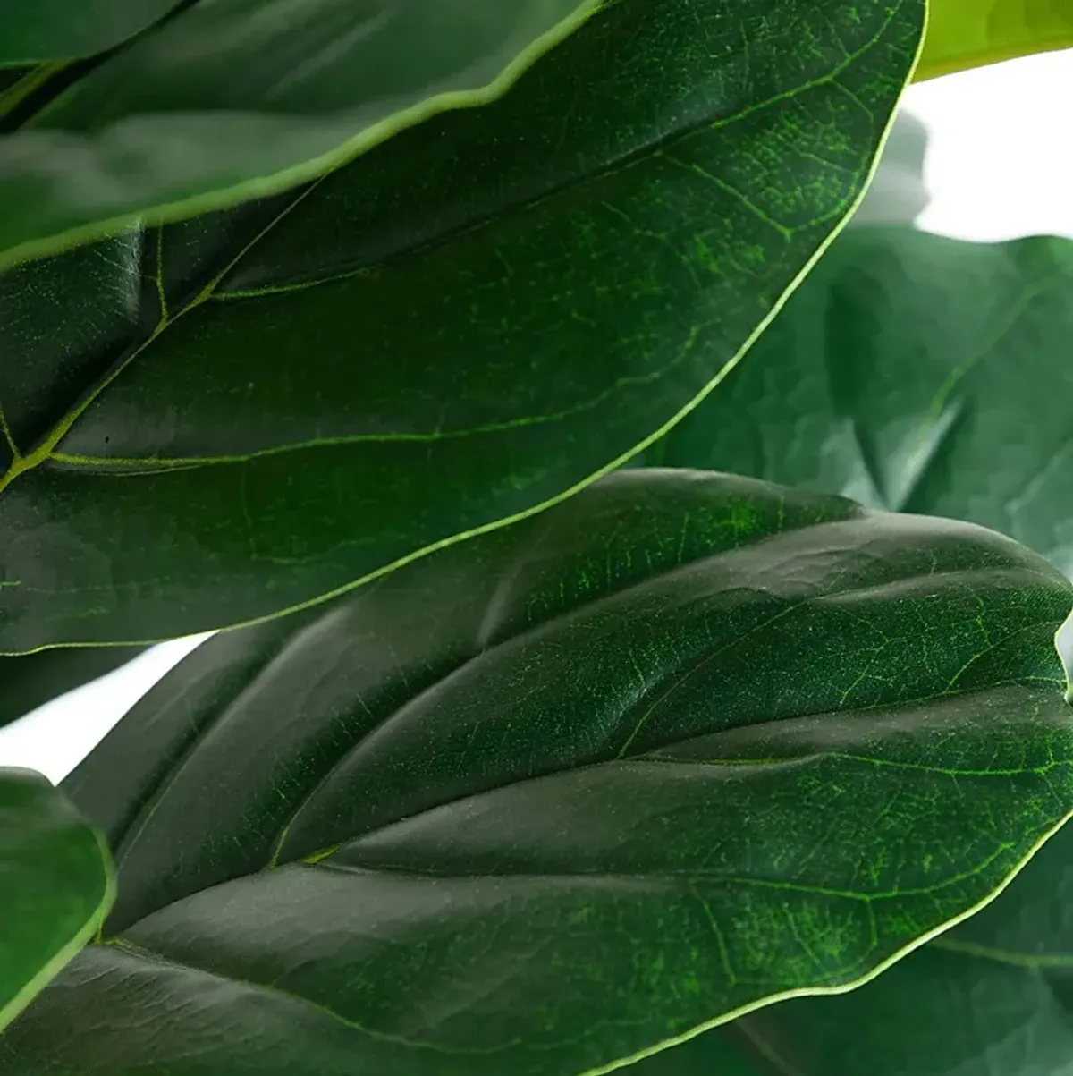 Mallberry III Green Silk Plant