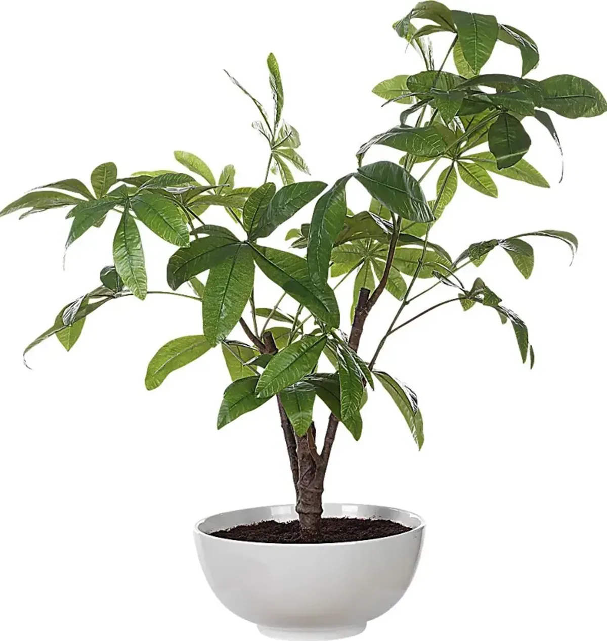 Faun Green Silk Plant