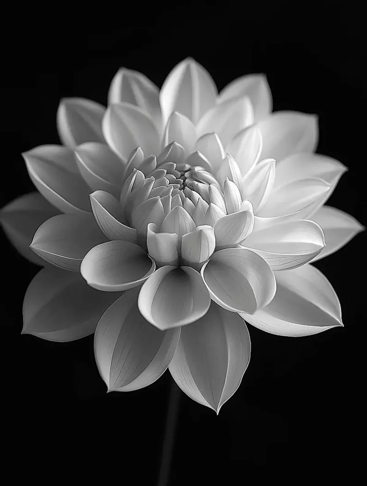 Faniry I Black Artwork