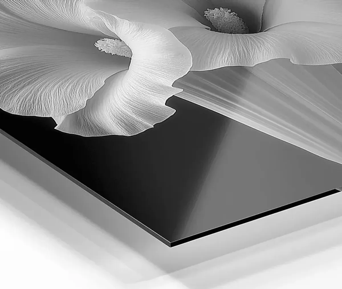 Faniry II Black Artwork