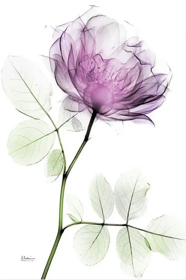 Bleimeyer Purple Artwork