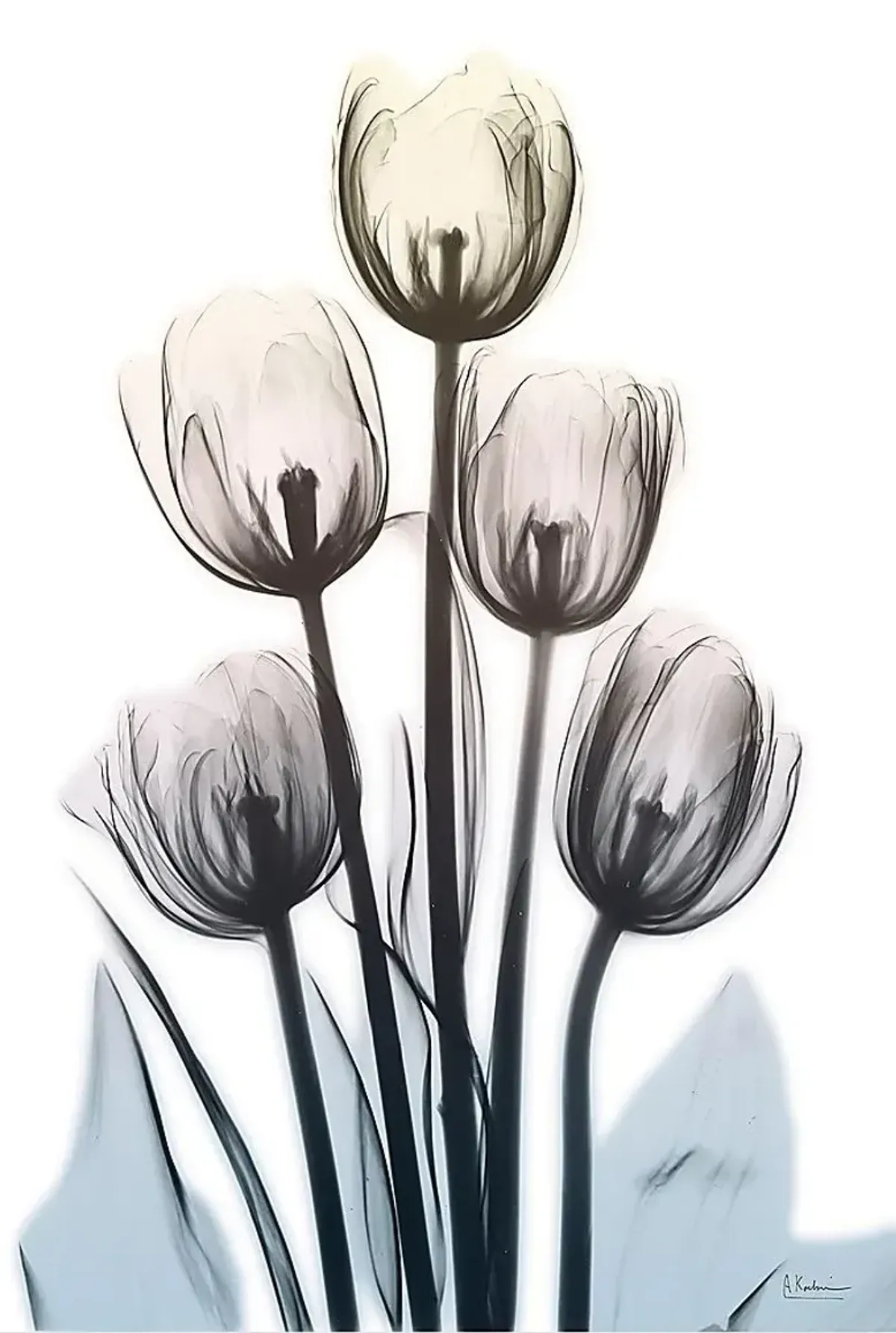 Sambrano Multi Artwork