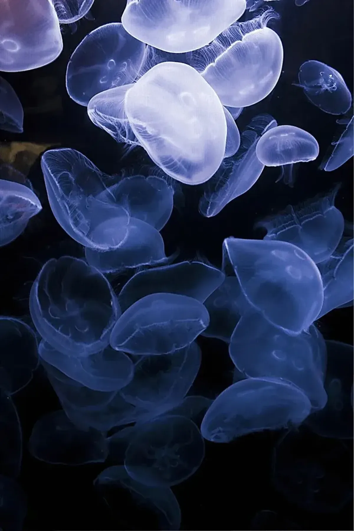 How To Flow Multi Artwork