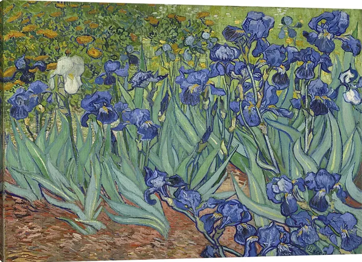 Irise In The Meadow Multi Artwork