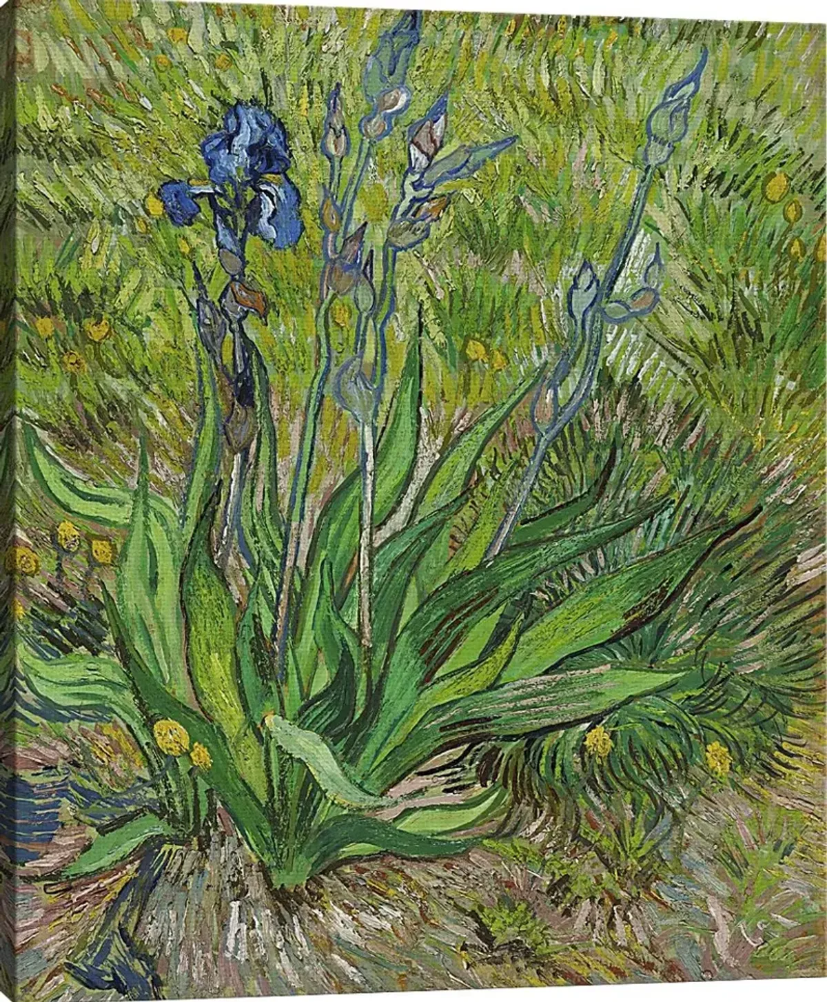 The Burst Of Iris Multi Artwork
