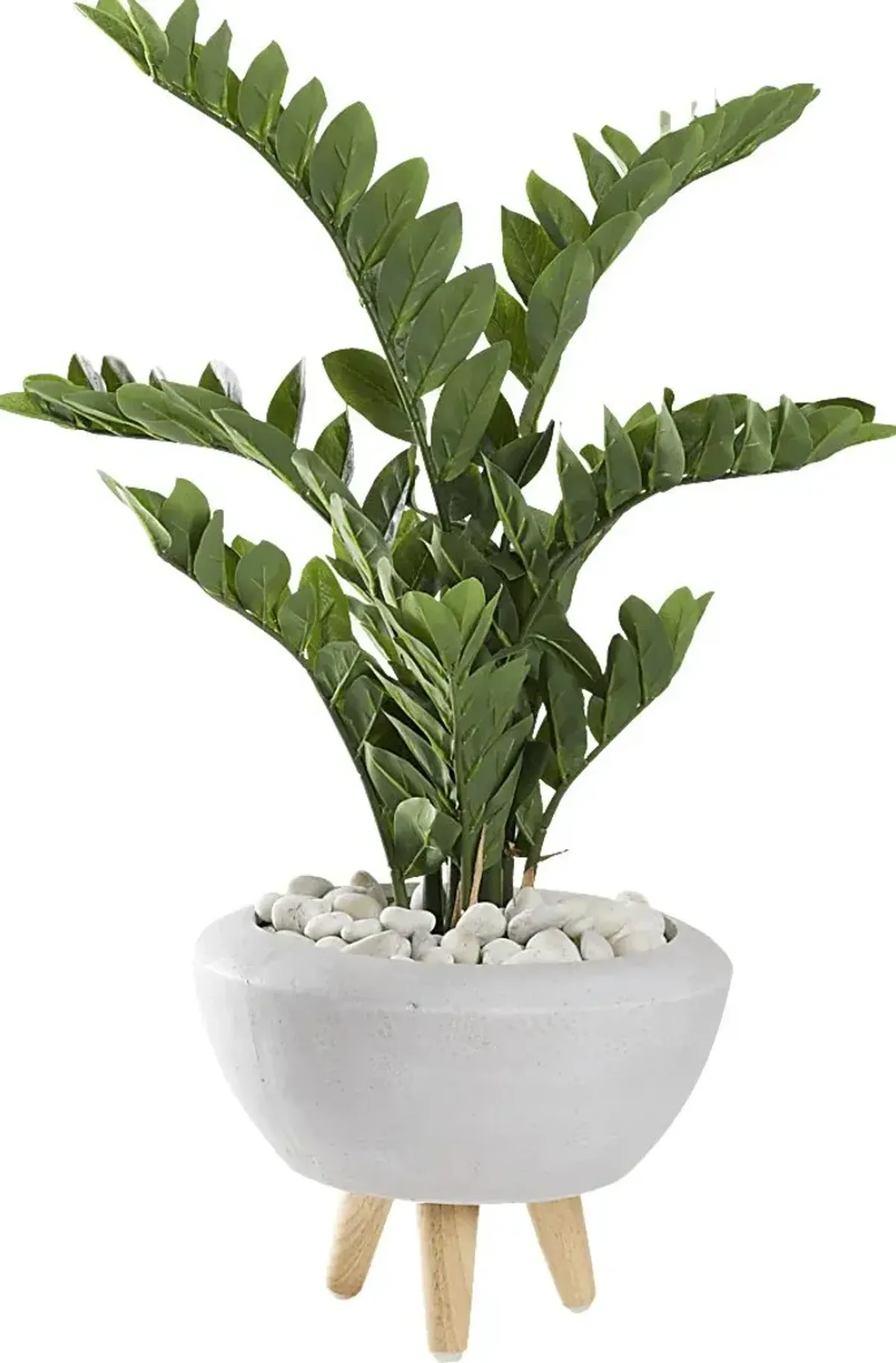 Sicomoro White Silk Plant