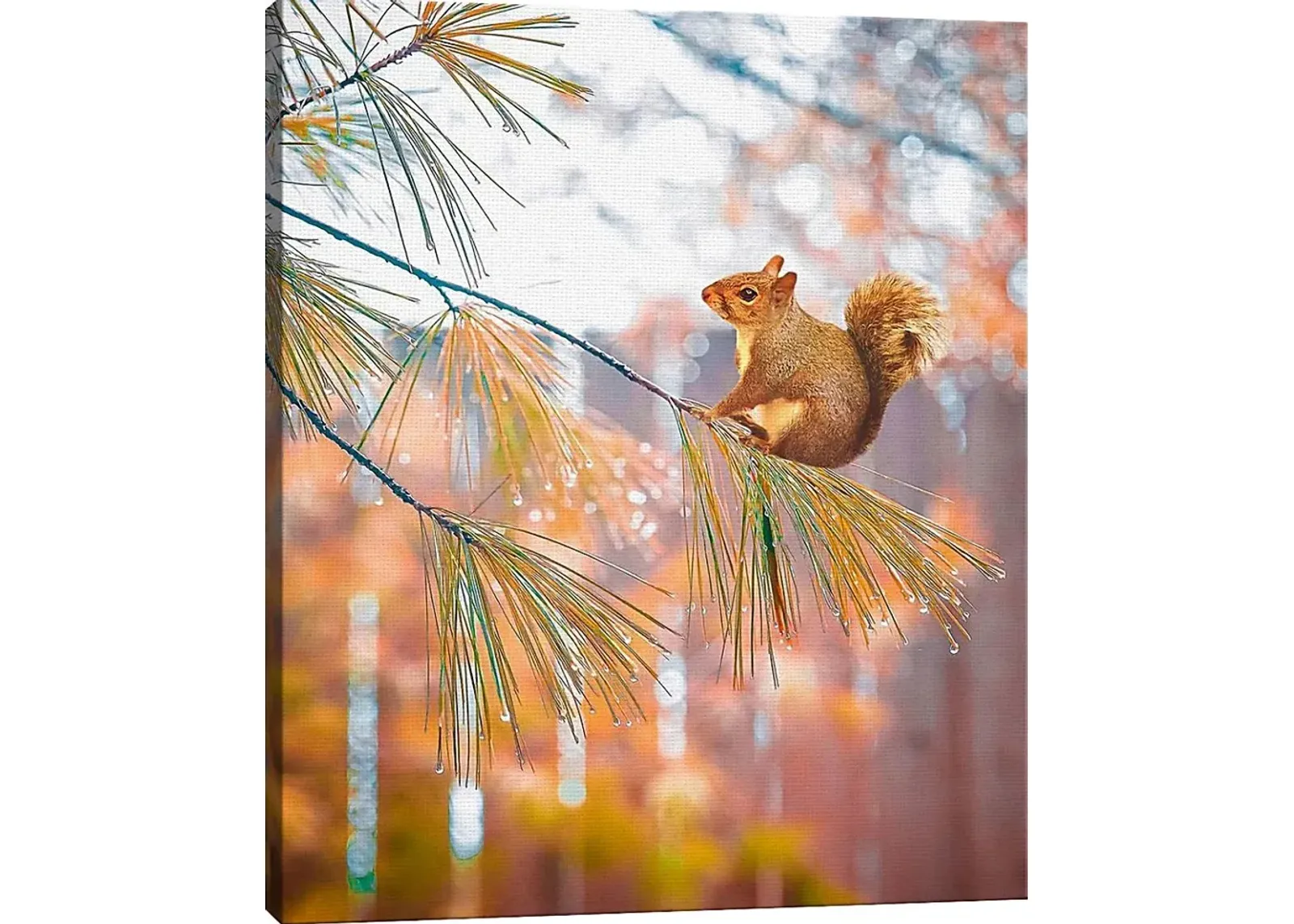 Kids Baby Squirrel II Brown Artwork