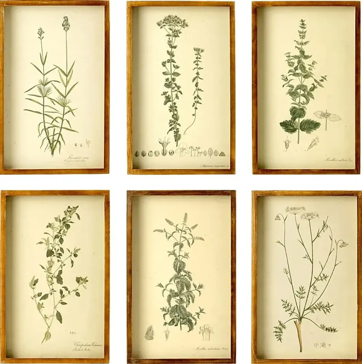 Collected Botanicals Set of 6 Artwork