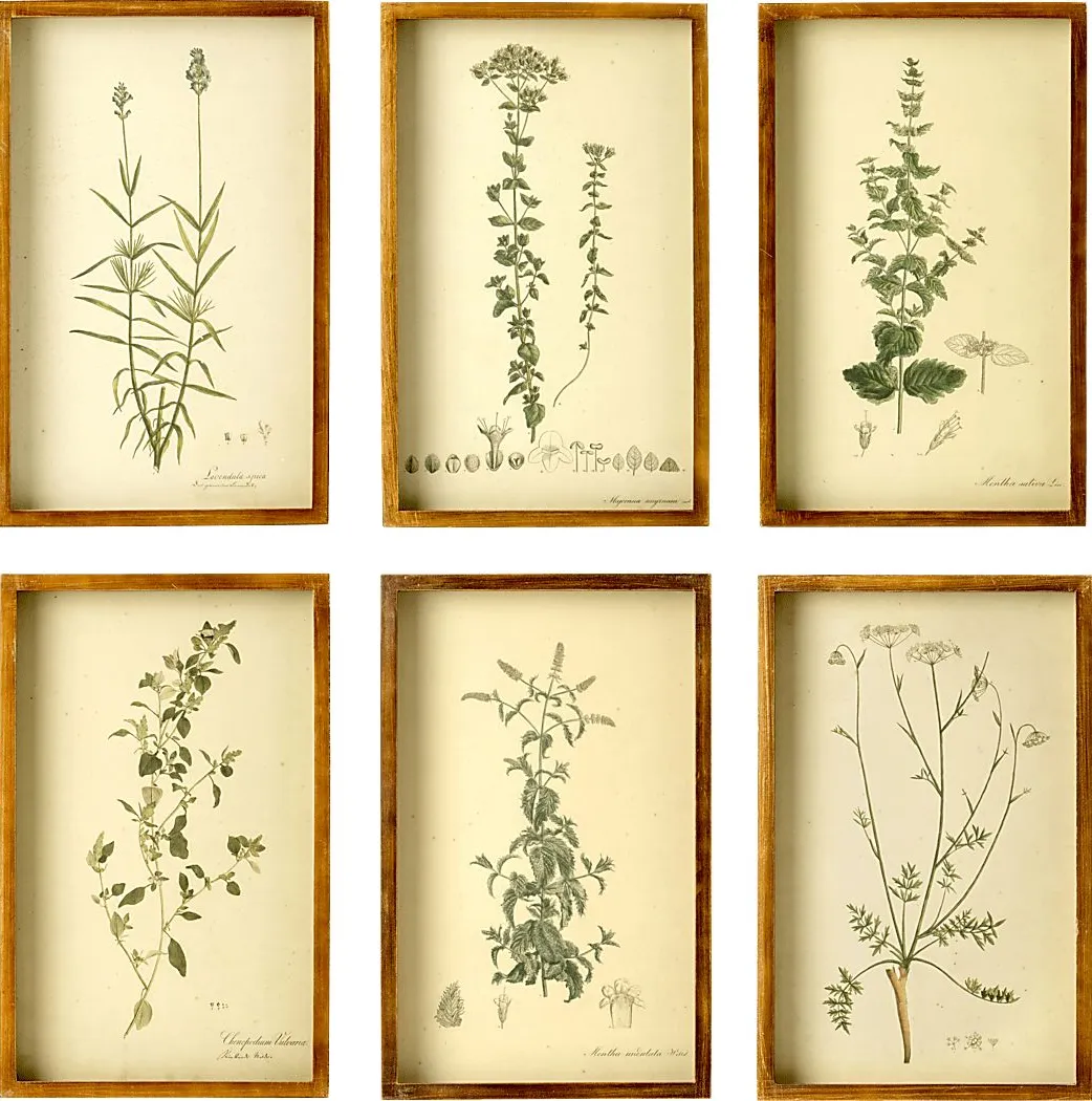 Collected Botanicals Set of 6 Artwork