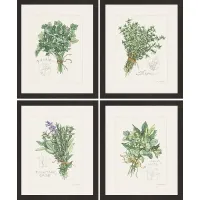 Traditional Herbs Set of 4 Artwork