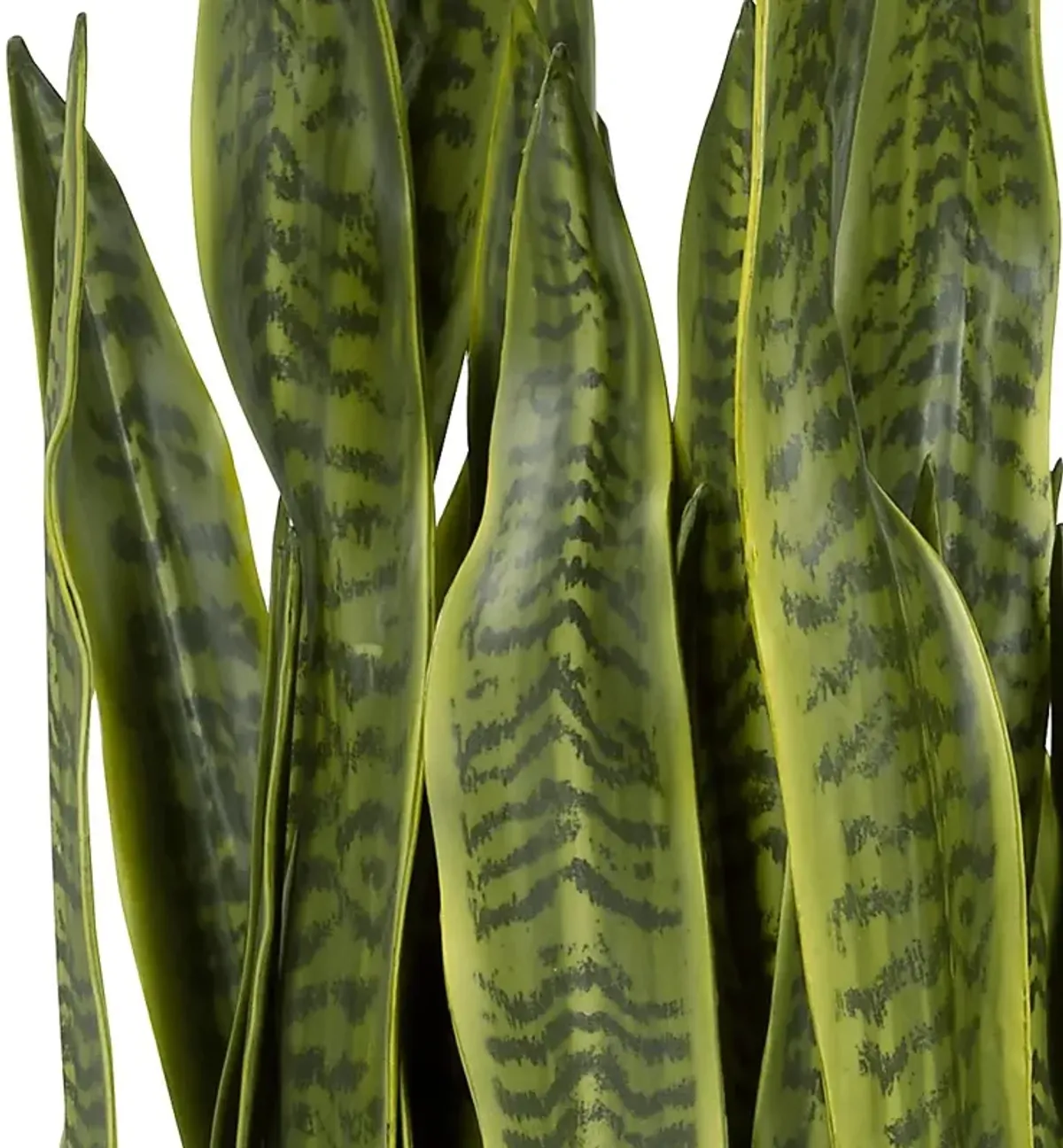 Gloriadale Green Faux Snake Plant