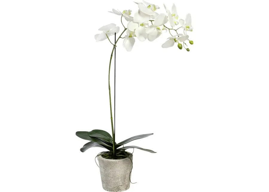 Kariba White Orchid Plant