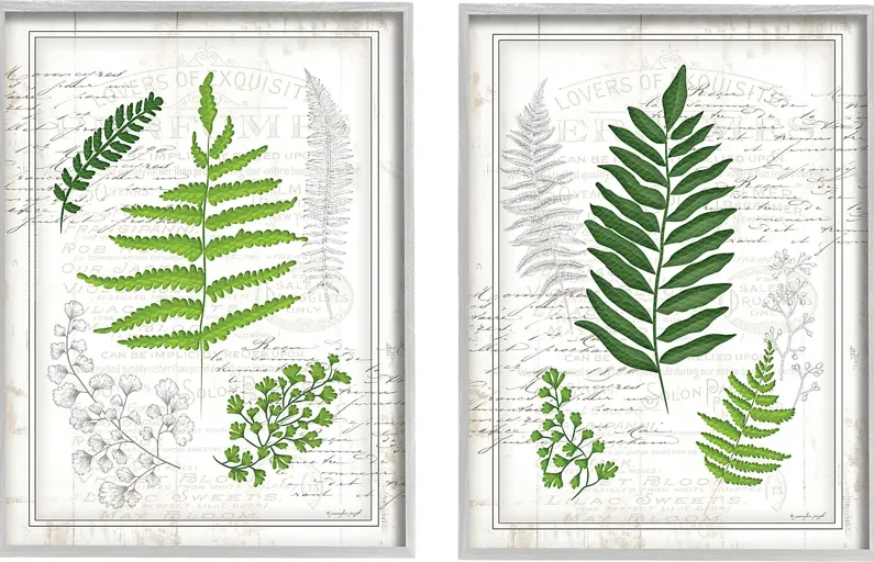 Delicate Ferns Set of 2 Artwork