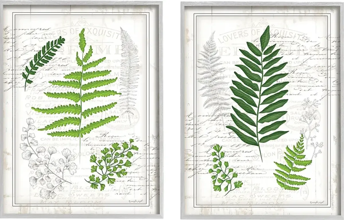 Delicate Ferns Set of 2 Artwork