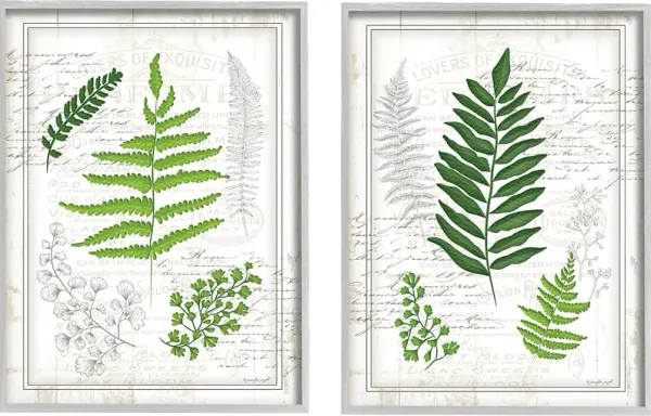 Delicate Ferns Set of 2 Artwork