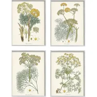 An Assortment of Herbs Set of 4 Artwork