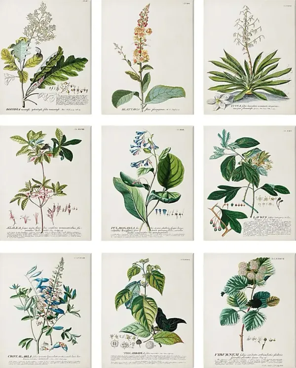 Botanical Dream Set of 9 Artwork