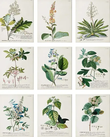 Botanical Dream Set of 9 Artwork