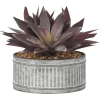 Kyelle Purple Aloe Silk Plant