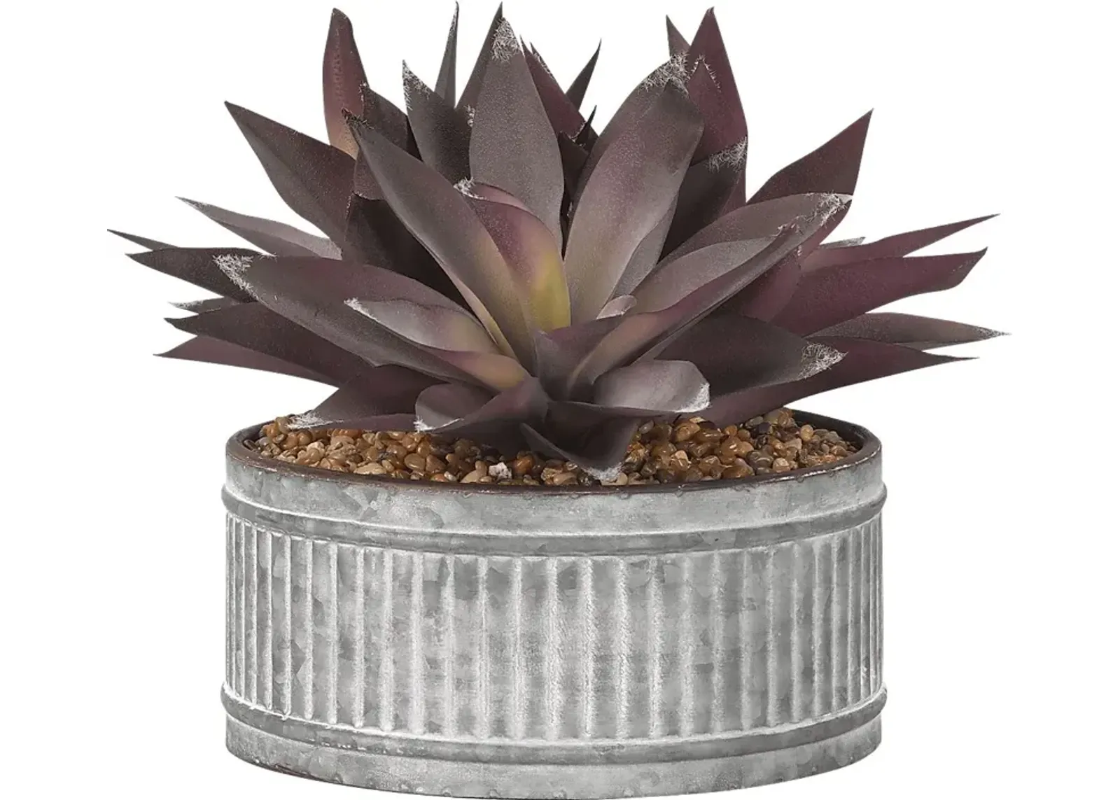 Kyelle Purple Aloe Silk Plant