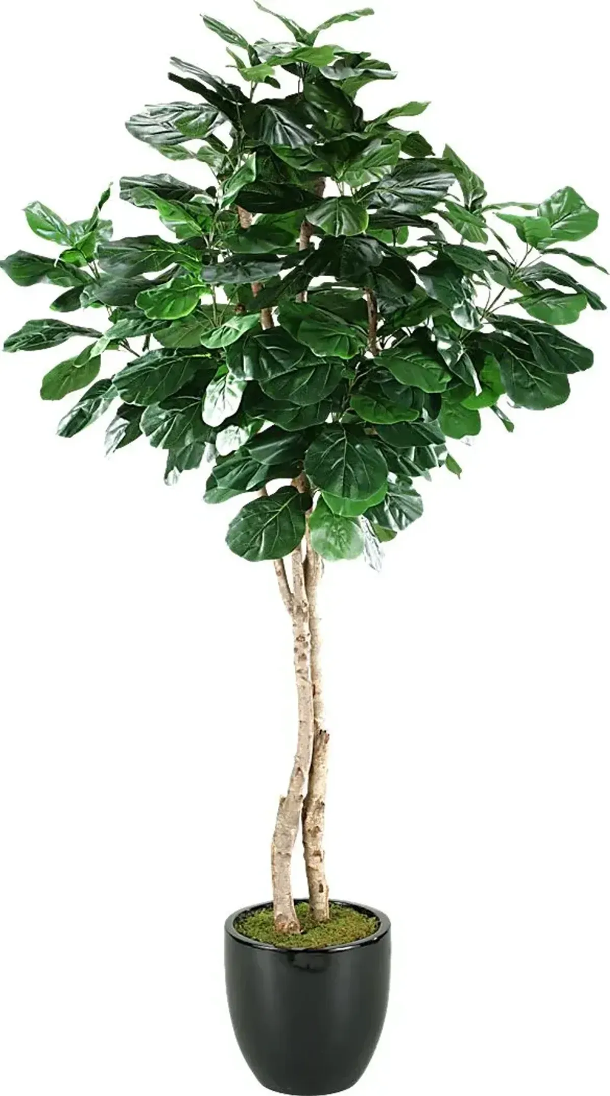 Arther Green Fiddle Leaf Fig Silk Tree