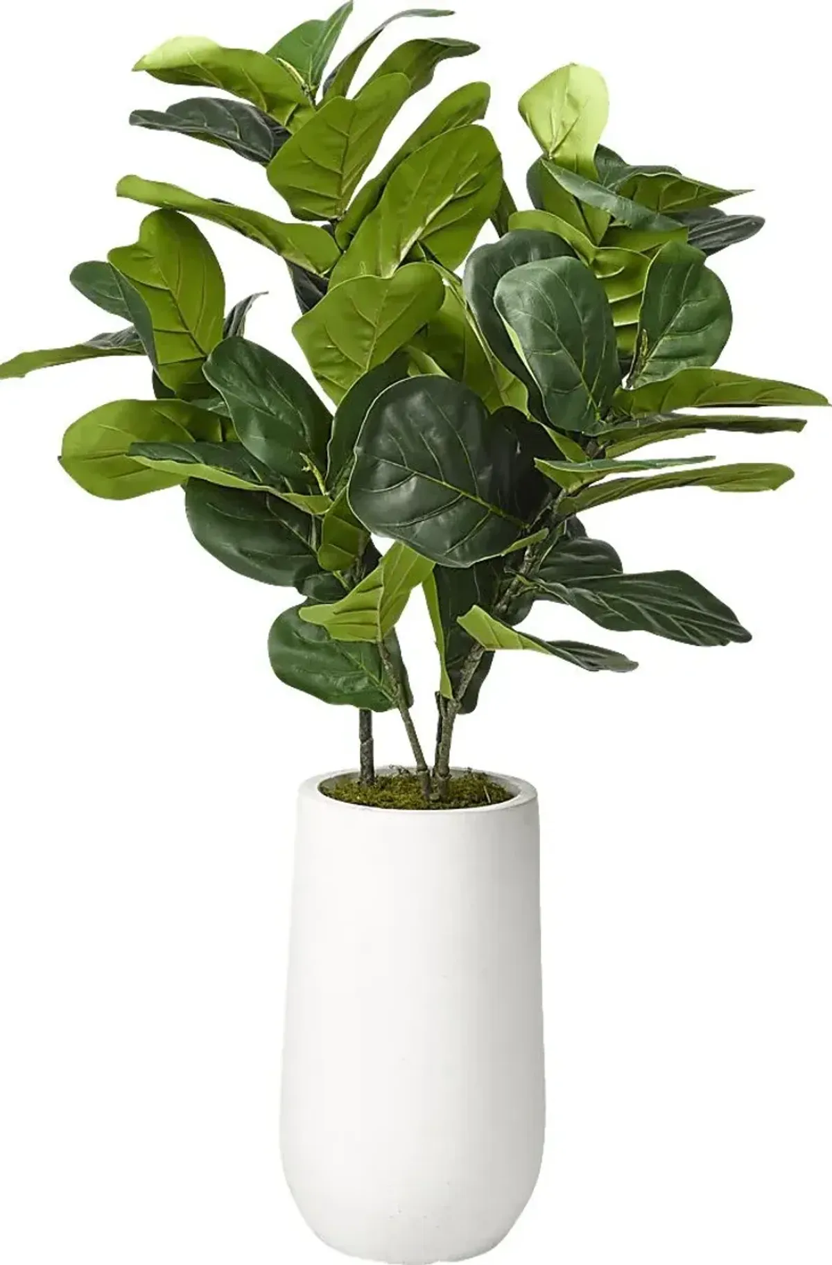 Brynden Green Fiddle Leaf Fig Small Silk Tree