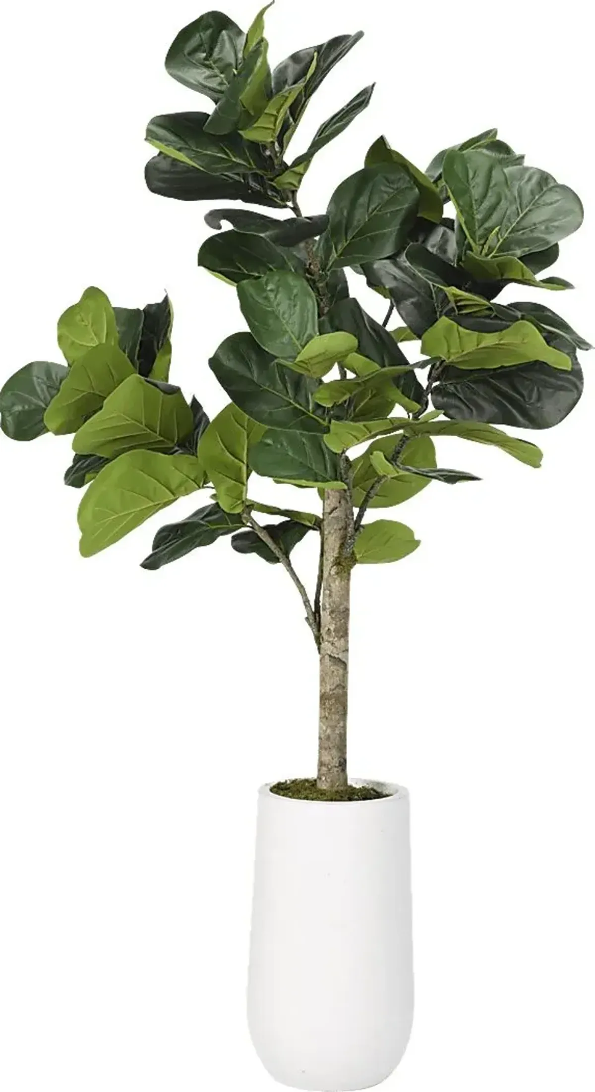 Brynden Green Fiddle Leaf Fig Large Silk Tree