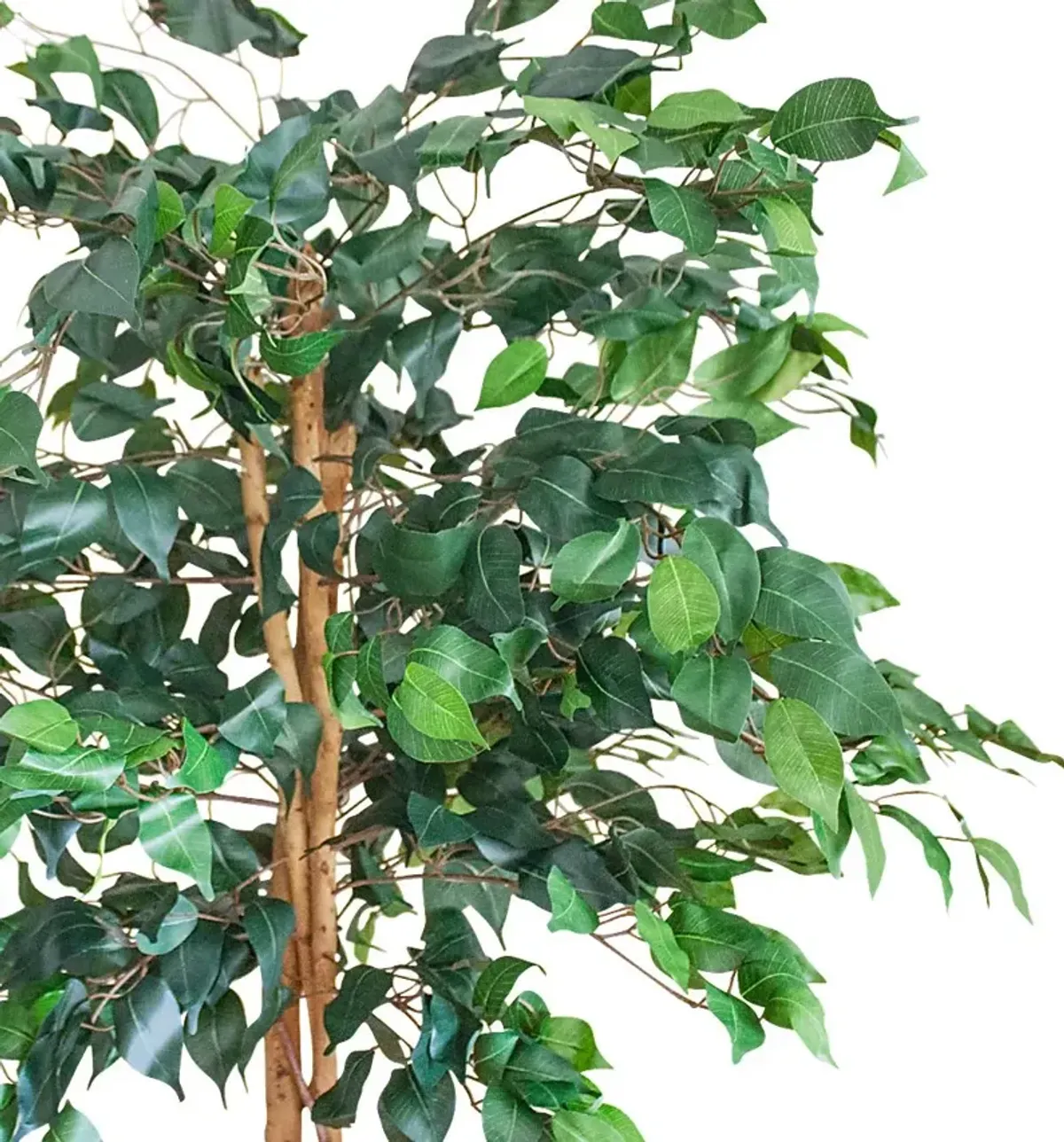 Adaliz Green Ficus Silk Tree