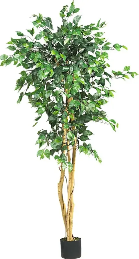 Adaliz Green Ficus Silk Tree