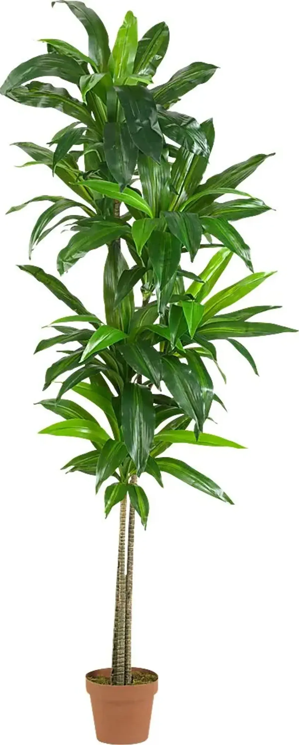 Mayah Dracaena Green Silk Tree