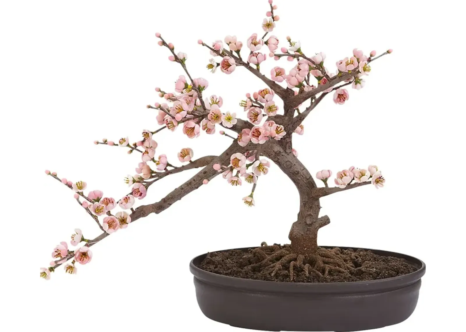 Miyah Pink Cherry Blossom Silk Tree