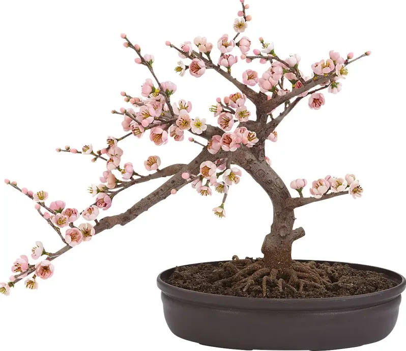 Miyah Pink Cherry Blossom Silk Tree