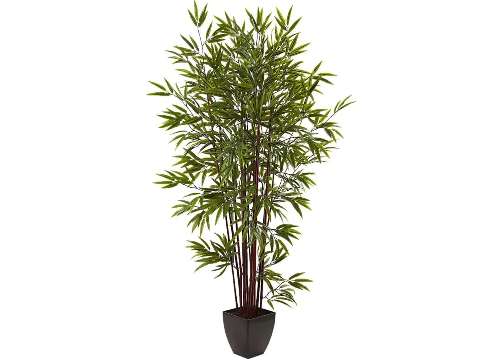 Kaysen Green Bamboo Silk Tree