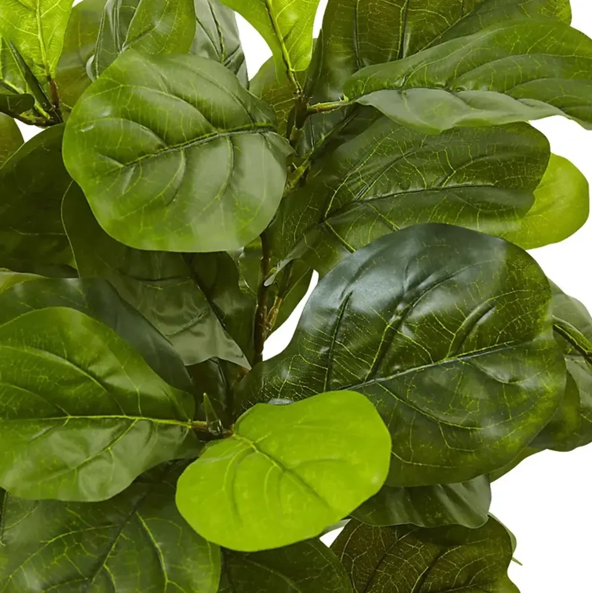 Saira Green Fiddle Leaf Silk Tree