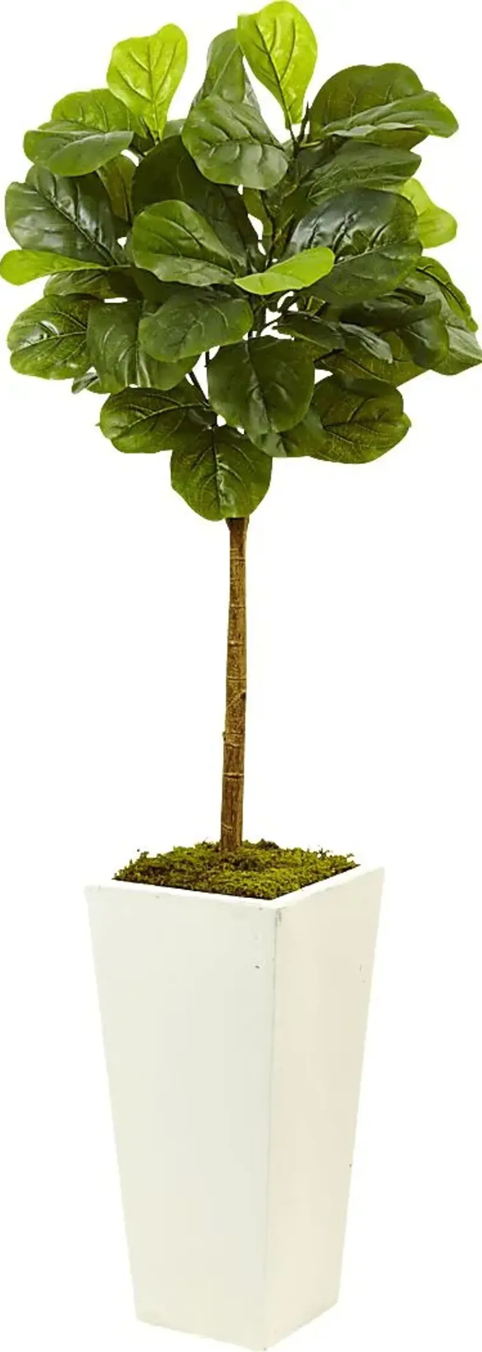 Saira Green Fiddle Leaf Silk Tree