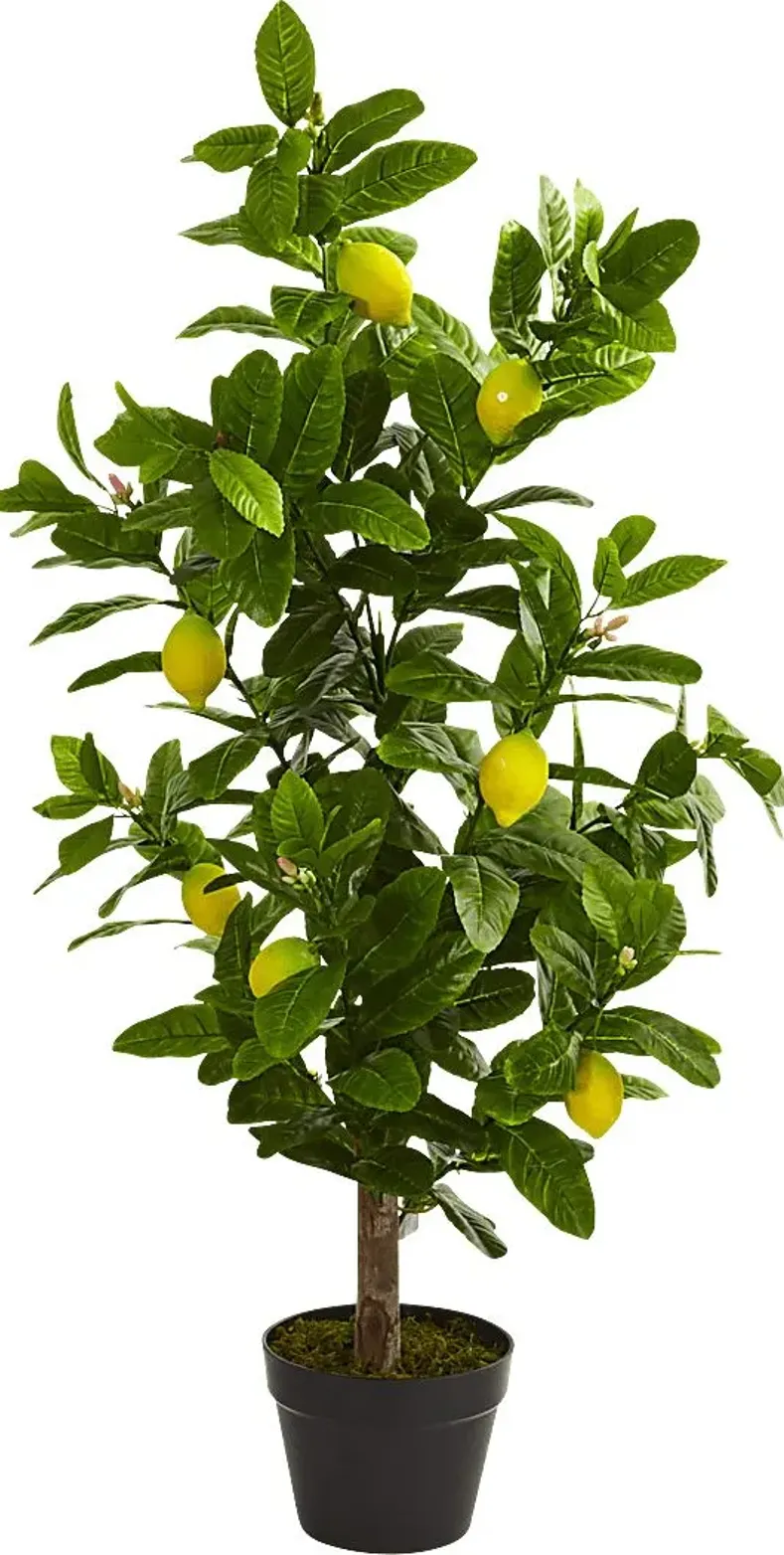 Daira Green Lemon Silk Tree