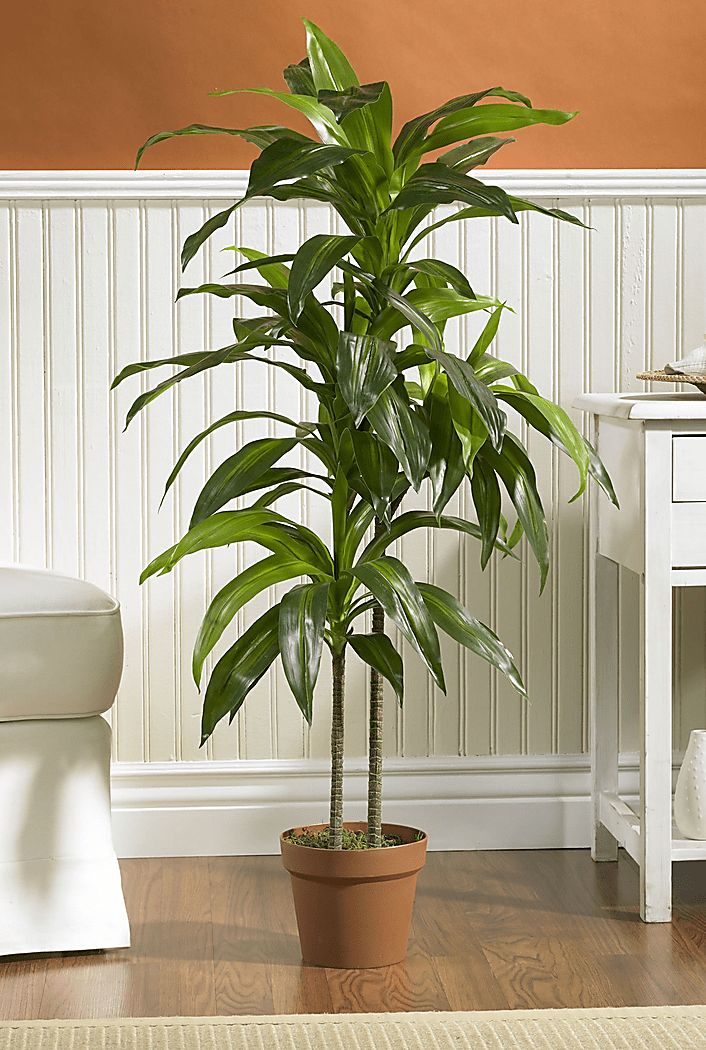 Darian Green Dracaena Silk Tree