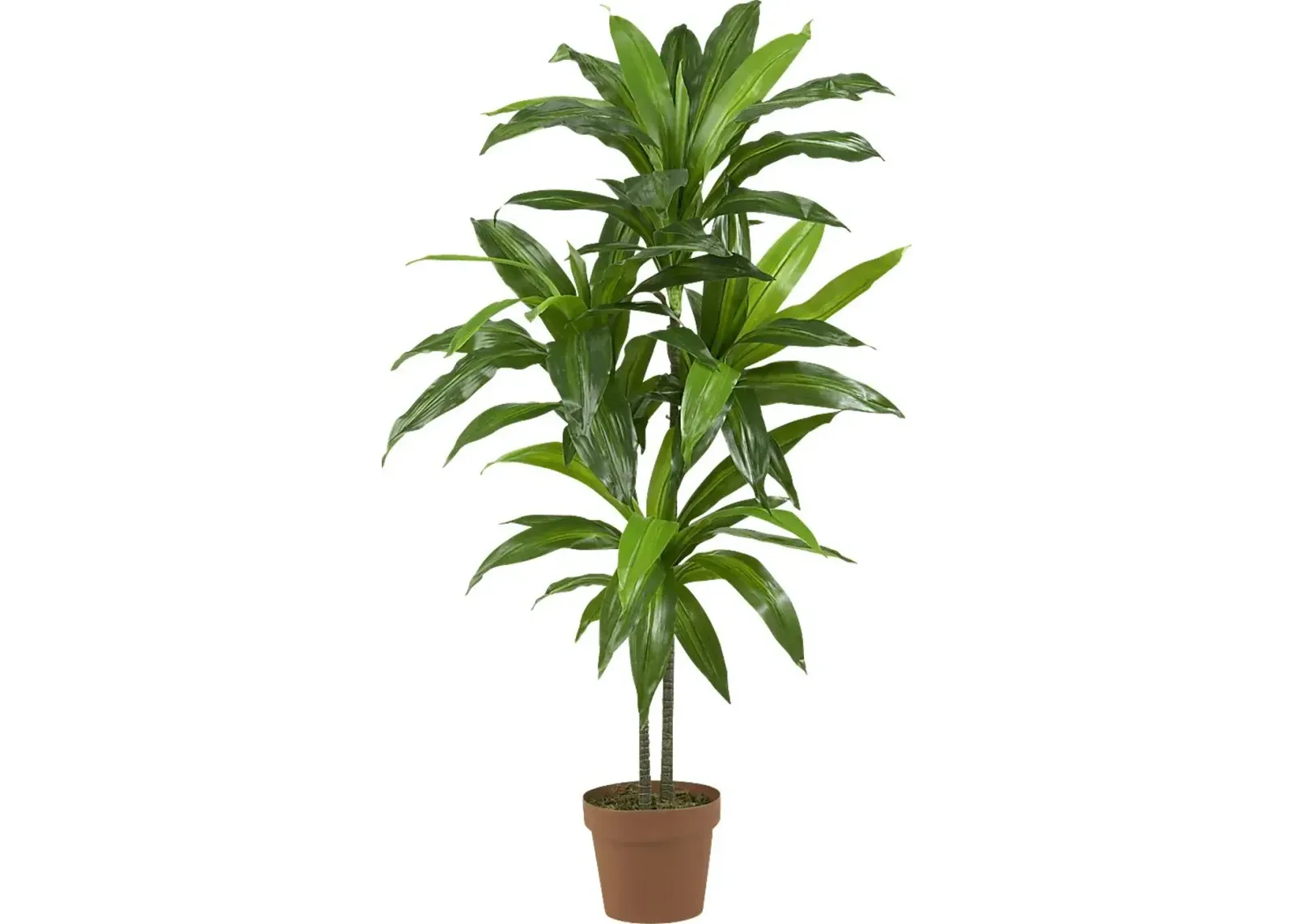 Darian Green Dracaena Silk Tree